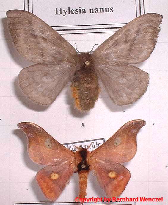 SATURNIIDAE World Homepage für den Saturniidenfreund